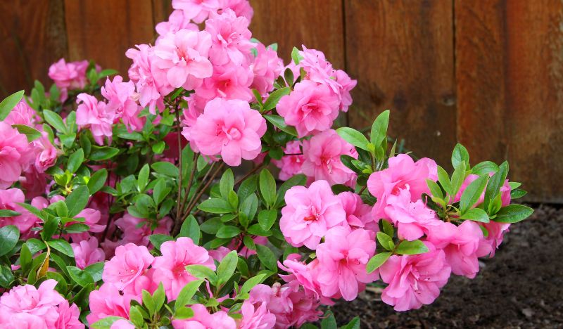 Azalea Pruning in Honolulu, HI