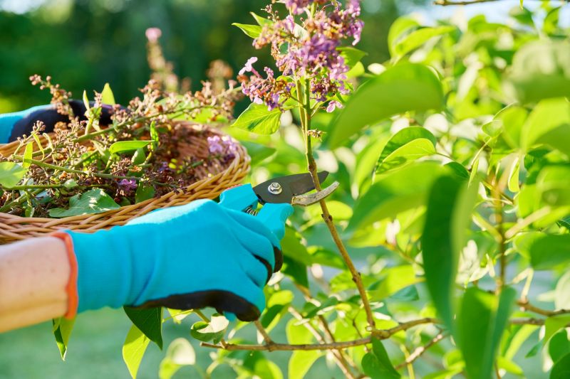 Rhododendron Pruning in Ventura County, CA