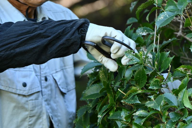 Bush Trimming