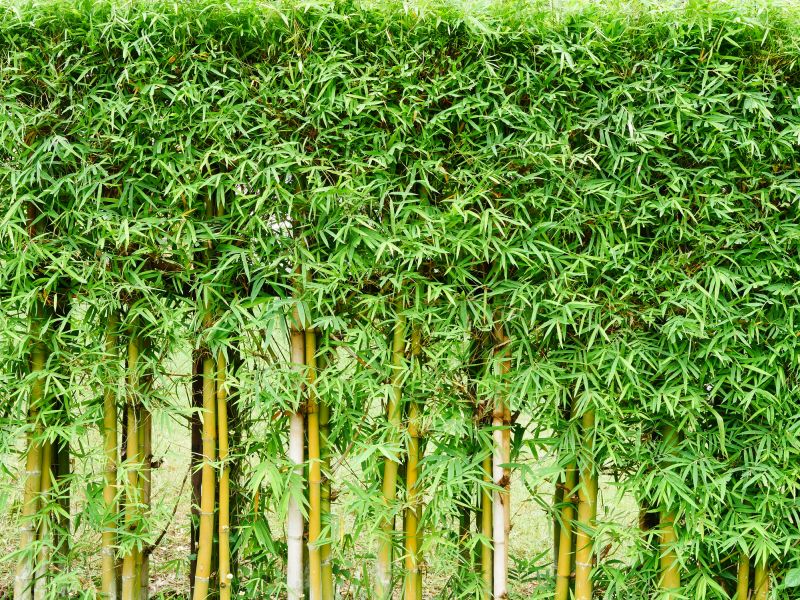 Bamboo Trimming in Rockwall, TX