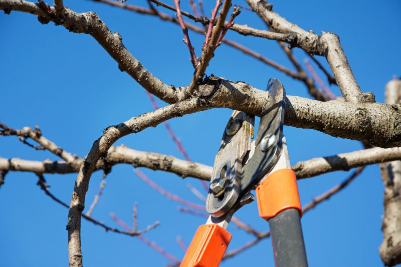Beech Tree Pruning in Reno, NV
