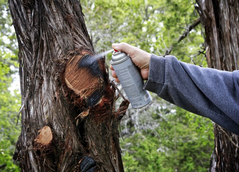 Birch Tree Pruning in San Jose, CA