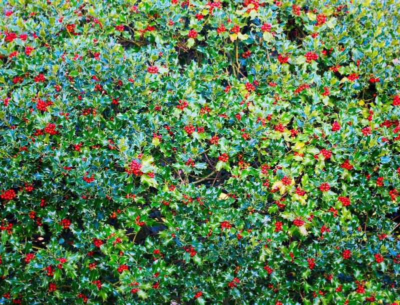 Blackberry Bush Removal in Rockwall, TX