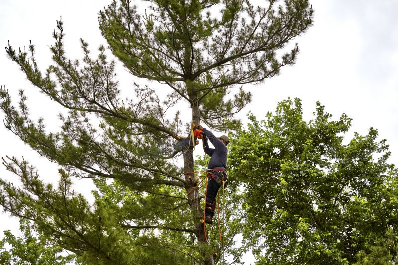 Cypress Tree Removal in Pottstown, PA