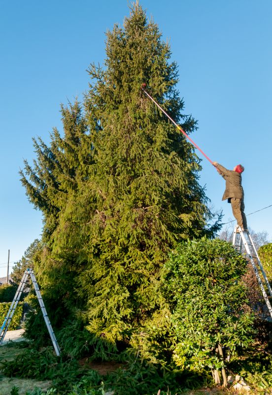 Cypress Tree Trimming in Reno, NV