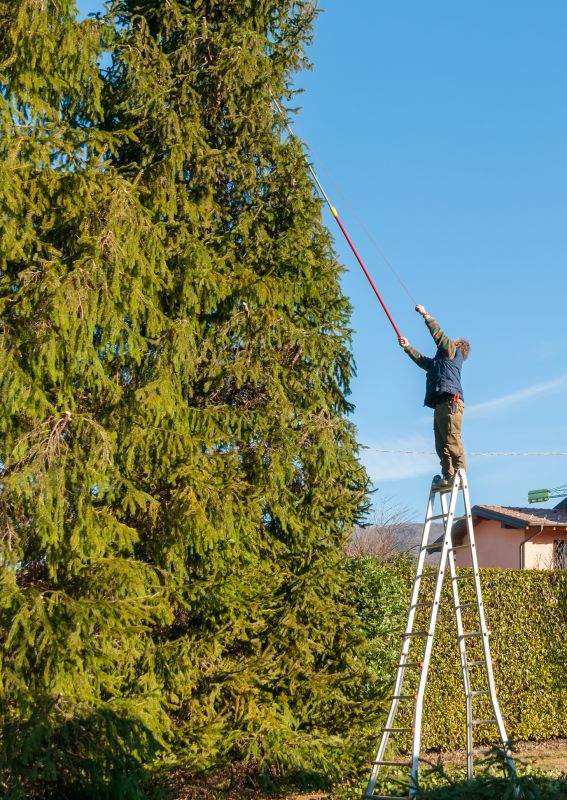 Hickory Tree Trimming in San Jose, CA