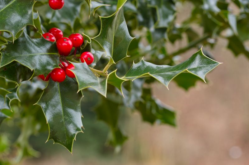 Holly Bushes Trimming in Rockwall, TX