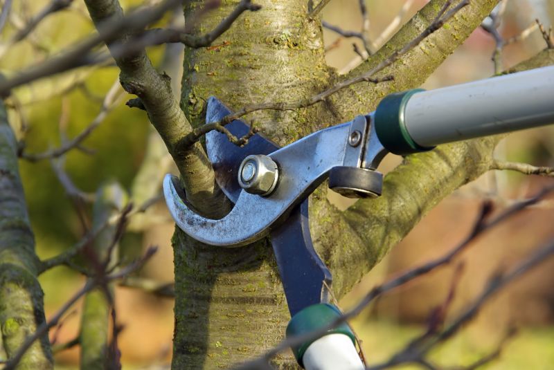 Magnolia Tree Pruning in Allentown, PA