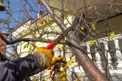 Magnolia Tree Pruning in Pottstown, PA