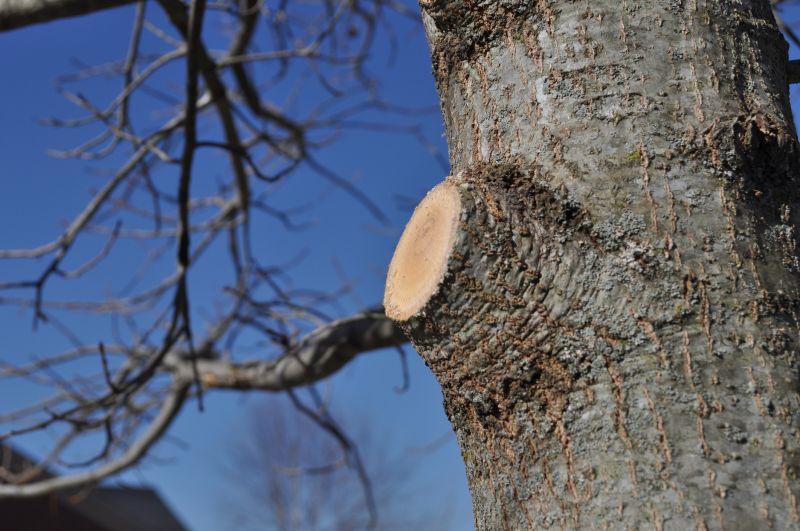 Maple Tree Pruning in San Jose, CA