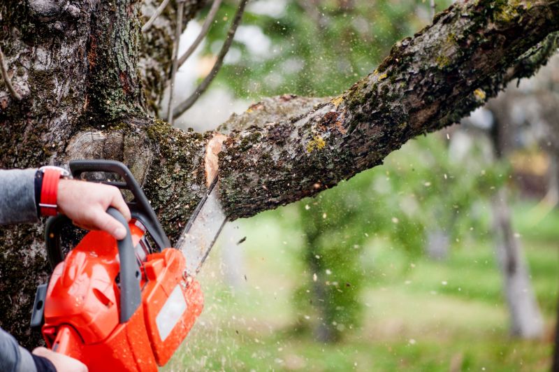 Mimosa Tree Removal in San Jose, CA