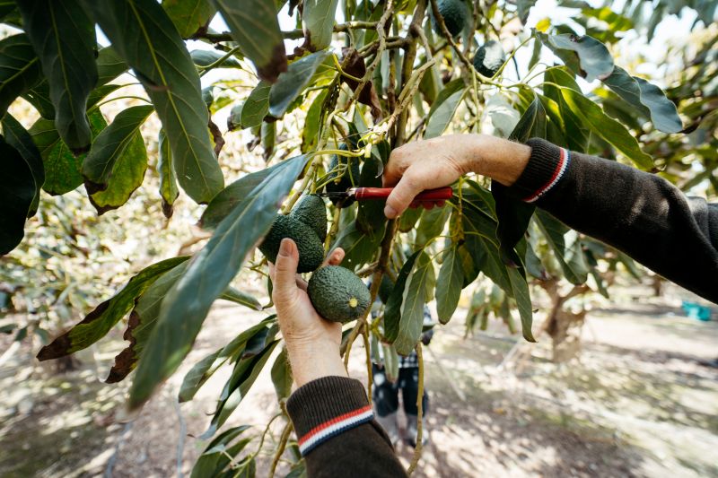 Pear Tree Pruning in Reno, NV