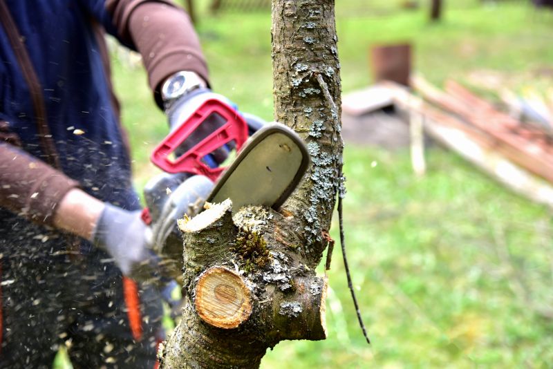 Tree Branch Cutting in Reno, NV