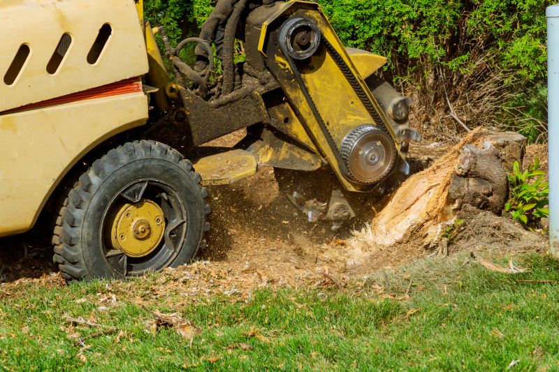 Tree Root Grinding in Waldorf, MD