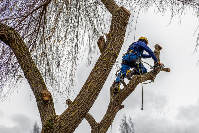 Tree Shearing in Doylestown, PA