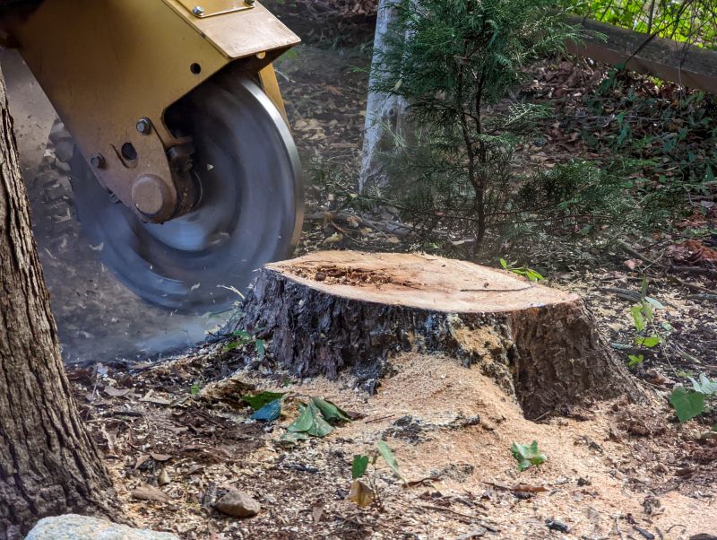 Tree Stump Removal in Waldorf, MD